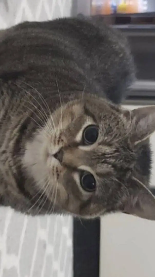 ai character: cat memehub background