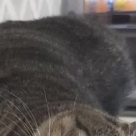 chat with ai character: cat memehub