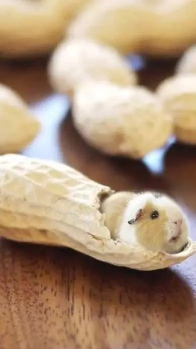 ai character: 🐾freaky dandy😭 background