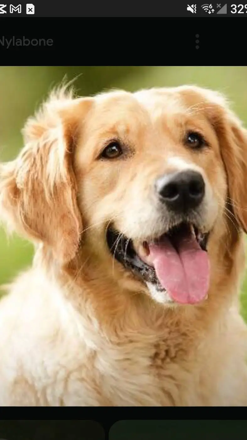 ai character: your pet dog background