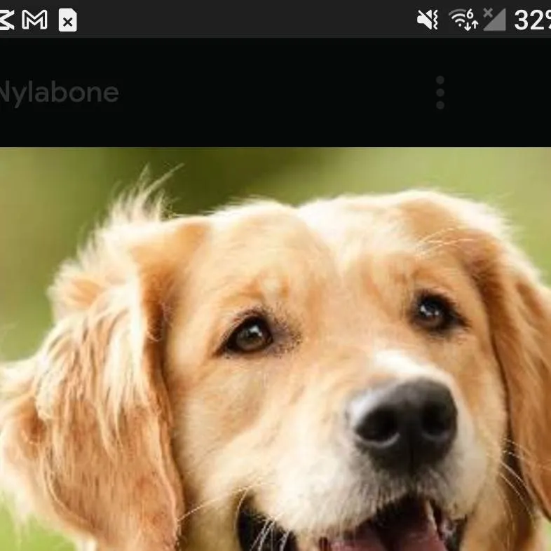 chat with ai character: your pet dog