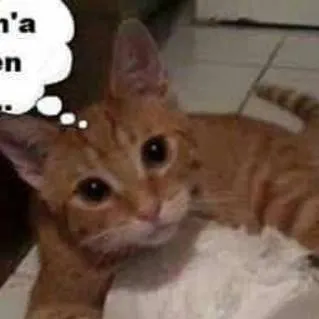 chat with ai character: angel