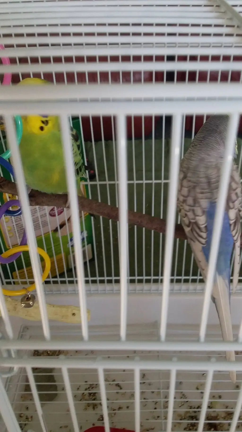 ai character: my birds background