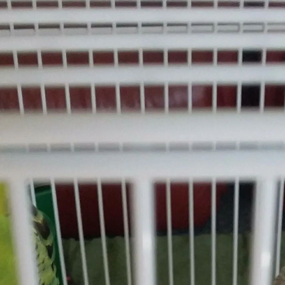 chat with ai character: my birds