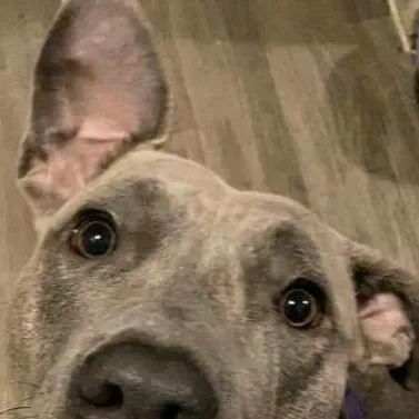 chat with ai character: Prada 