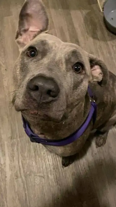 ai character: Prada  background