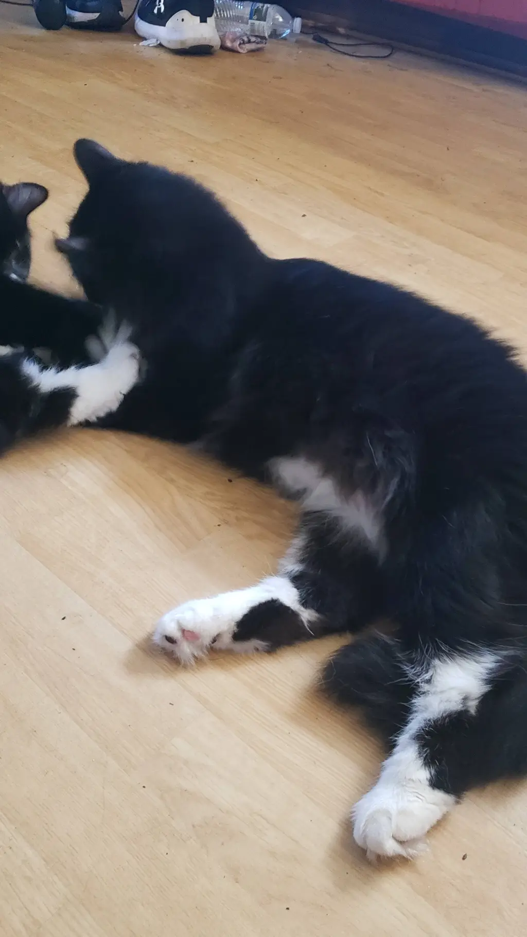 ai character: Kisha and ashef background