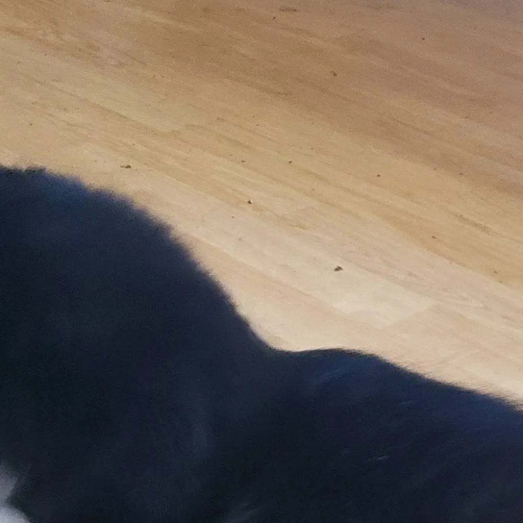 chat with ai character: Kisha and ashef