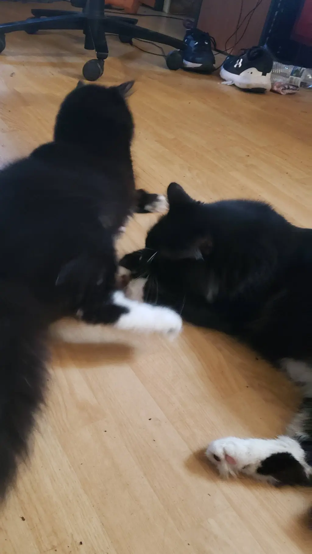 ai character: Kisha  background