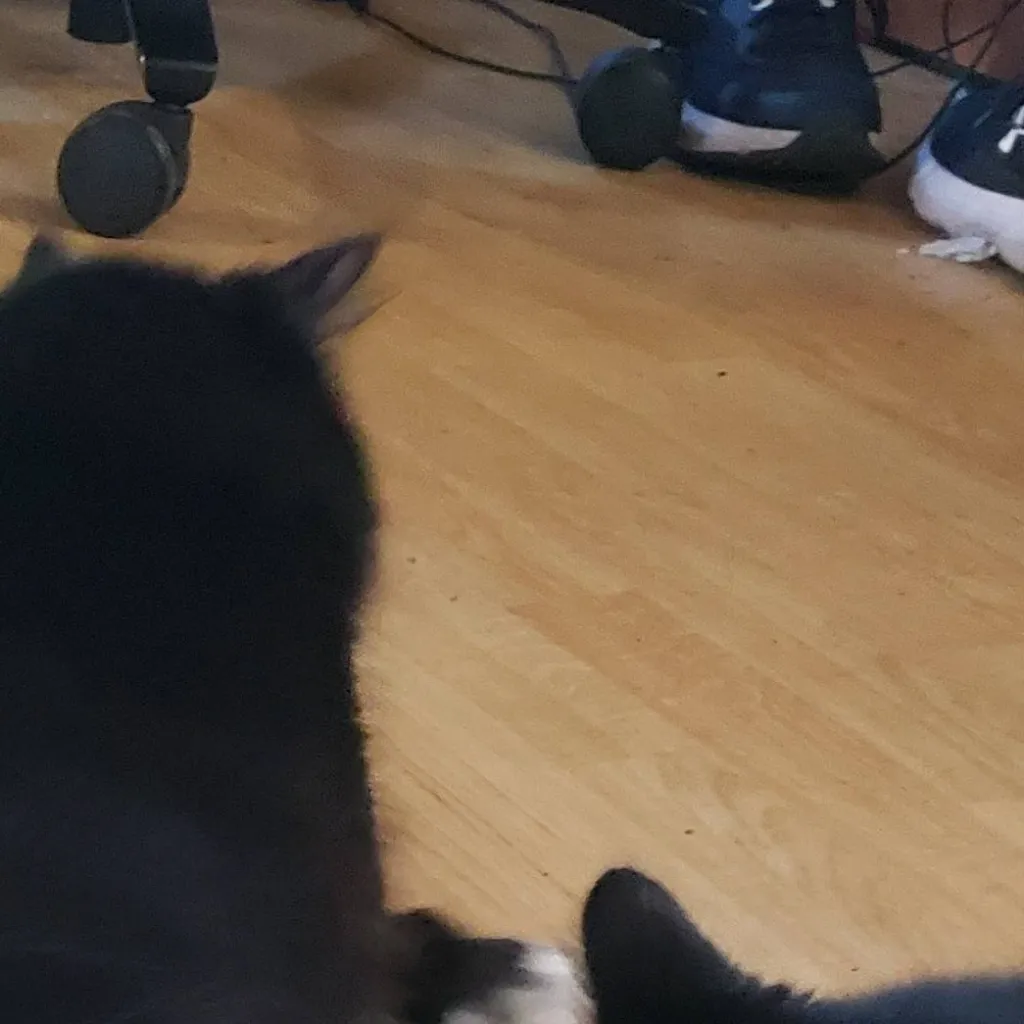 chat with ai character: Kisha 