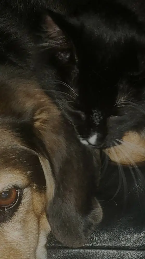 ai character: Kisha and Brutus background