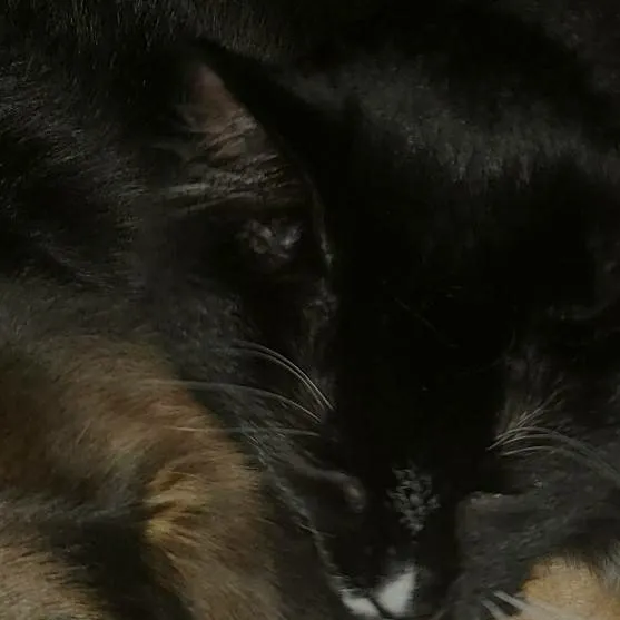 chat with ai character: Kisha and Brutus