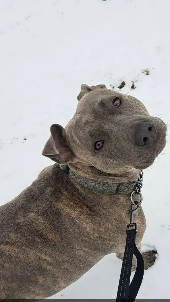 ai character: prada background