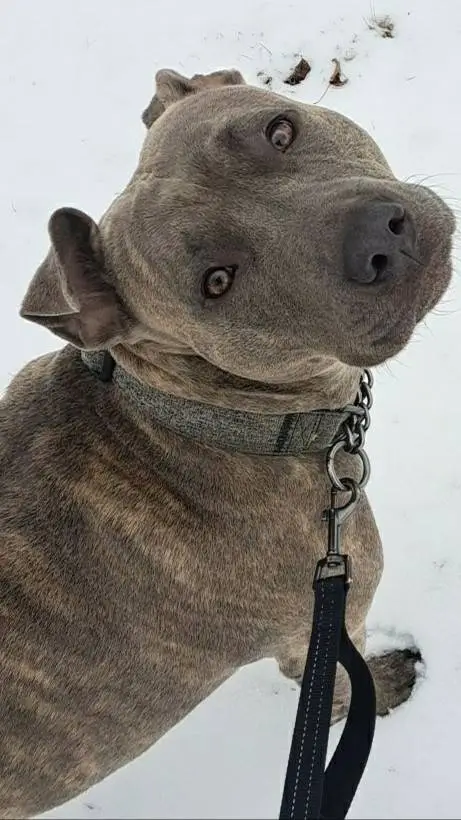 ai character: Prada background