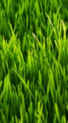 ai character: Touch grass vro background