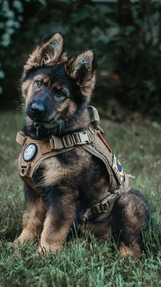 ai character: Police dog  background