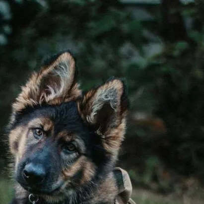 chat with ai character: Police dog 