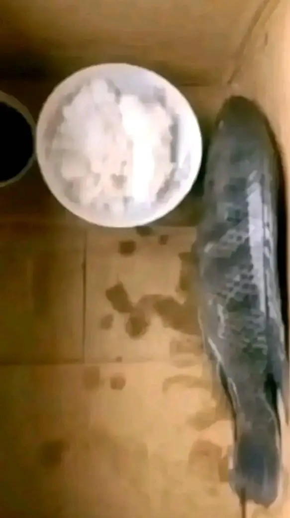 Talkie AI - Chat with Fish eating rice