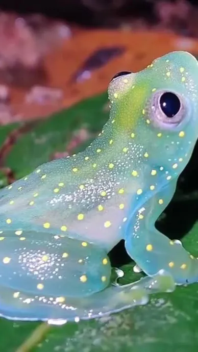 ai character: Frog background