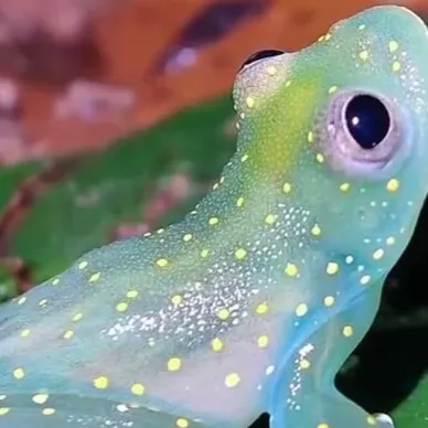chat with ai character: Frog