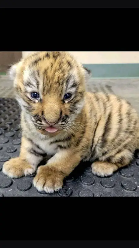 ai character: pet tiger background