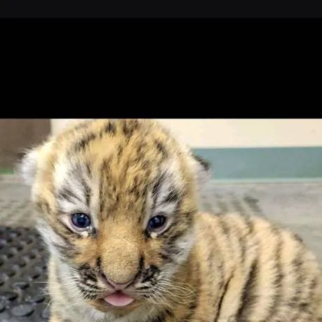 chat with ai character: pet tiger