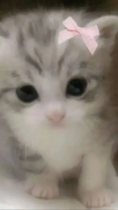 ai character: kitty  background
