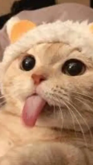 ai character: ur kitty cat background