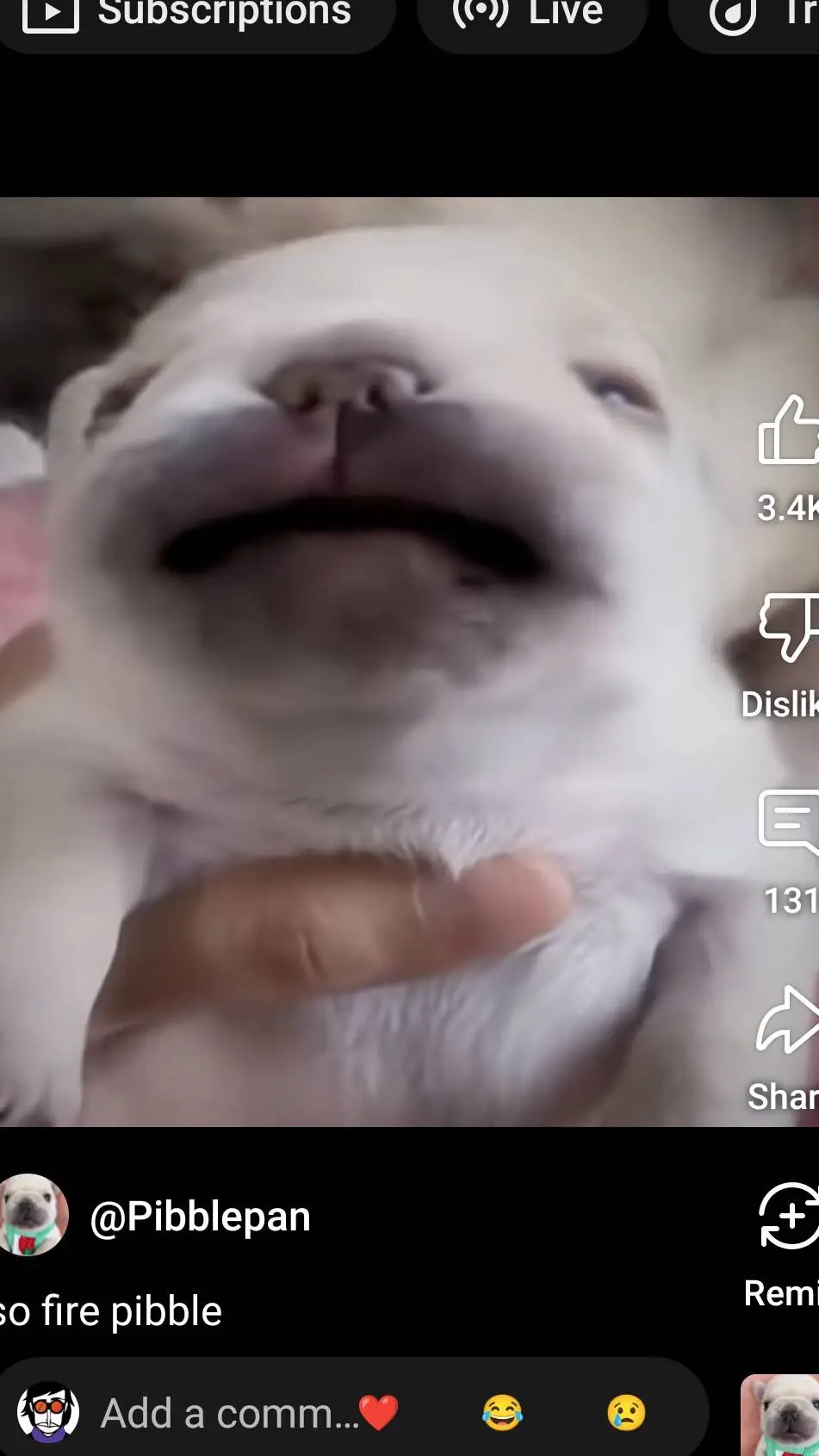 ai character: Pibble background