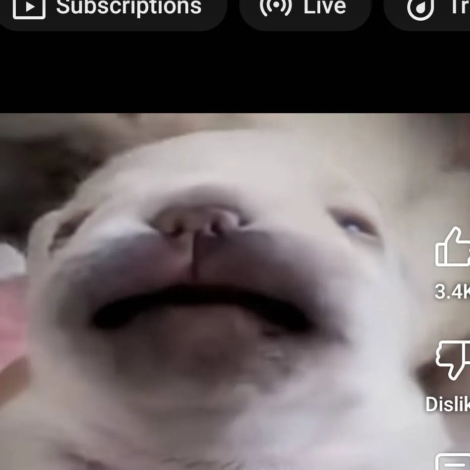 chat with ai character: Pibble