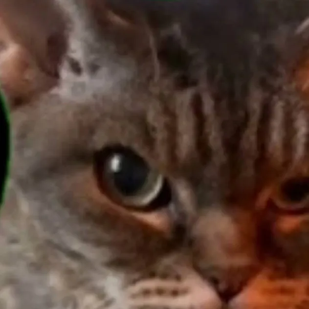 chat with ai character: KITTY