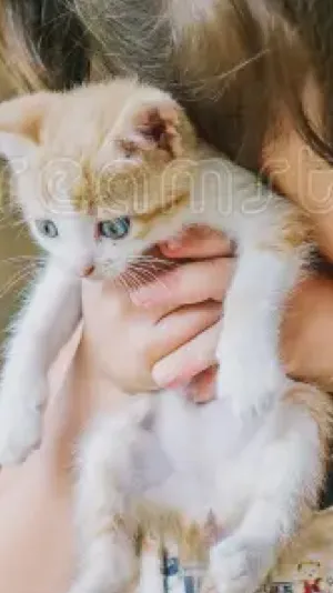 ai character: Riley background