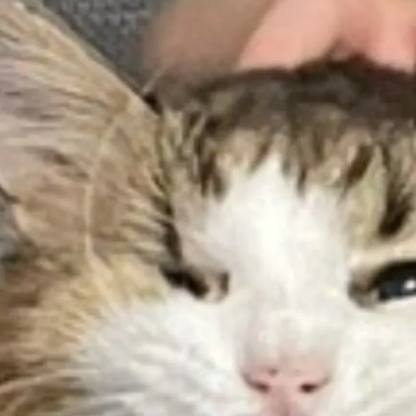 chat with ai character: Mimi