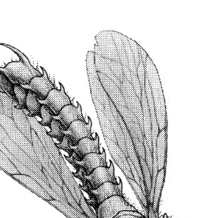 chat with ai character: Demonfly