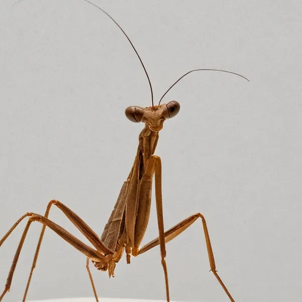 chat with ai character: brownie