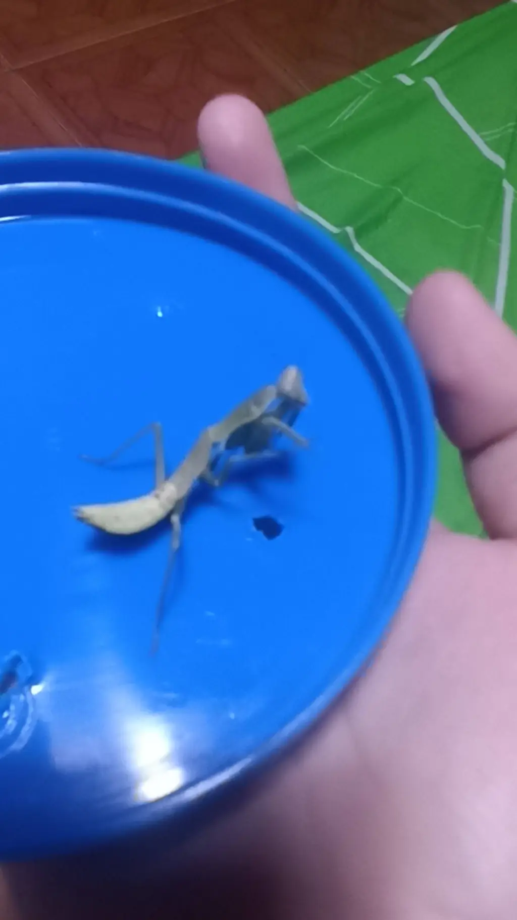 ai character: green bean  background