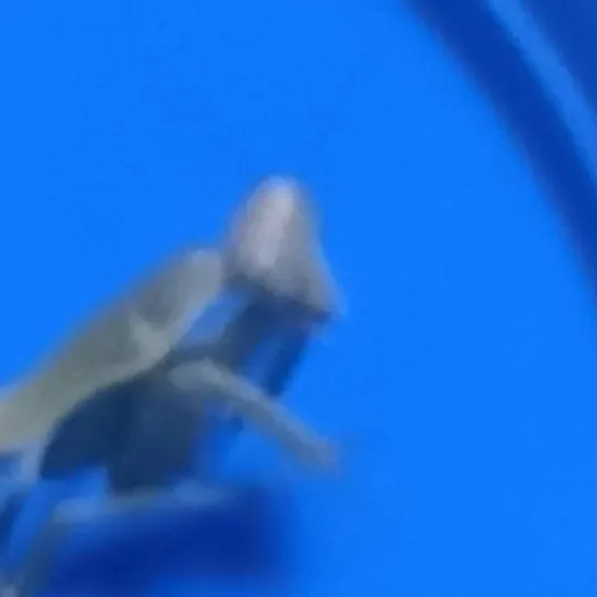 chat with ai character: green bean 