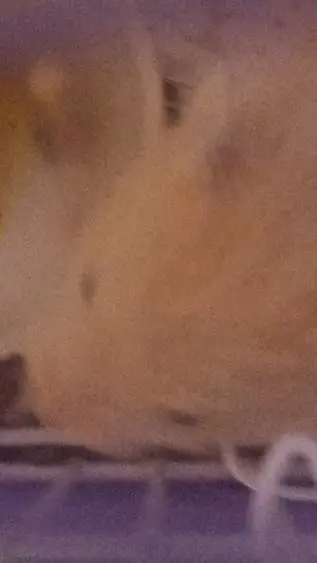 ai character: cream-o and steve  background