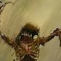 chat with ai character: urthe fastheadcrab