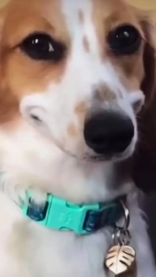 ai character: weird dog  background