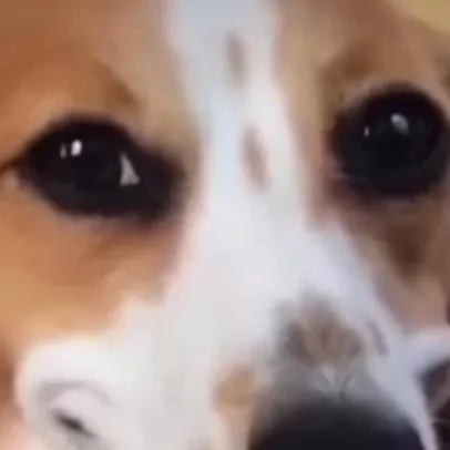 chat with ai character: weird dog 
