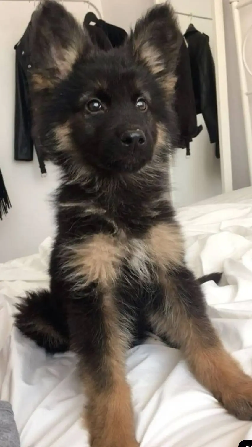 ai character: Onyx 🤎🖤 background