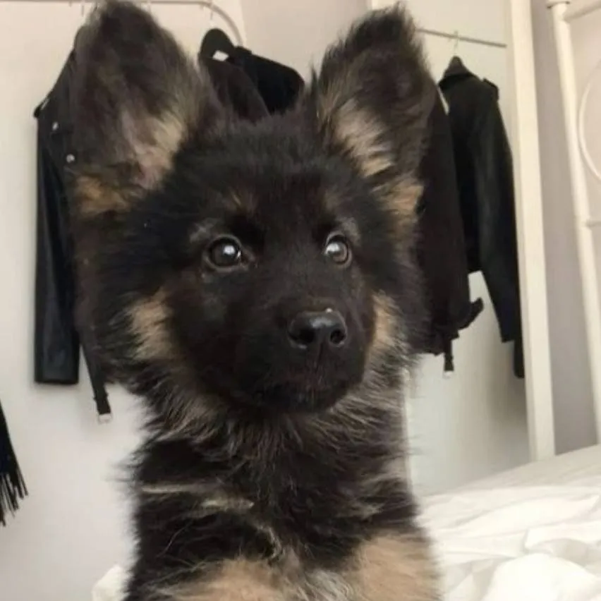 chat with ai character: Onyx 🤎🖤