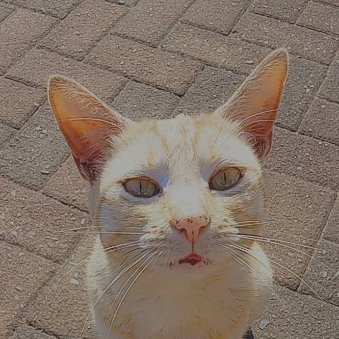 chat with ai character: Ginger🐱