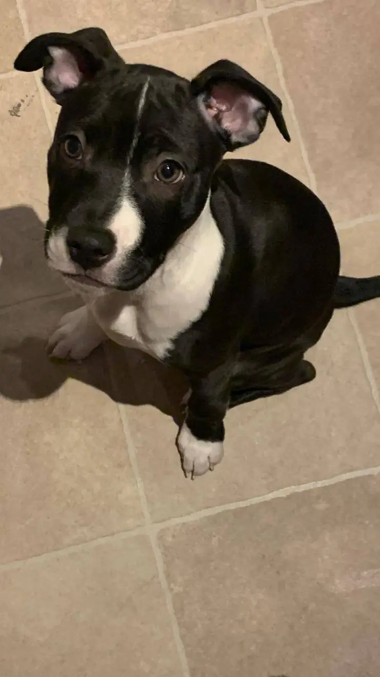 ai character: stormi  background