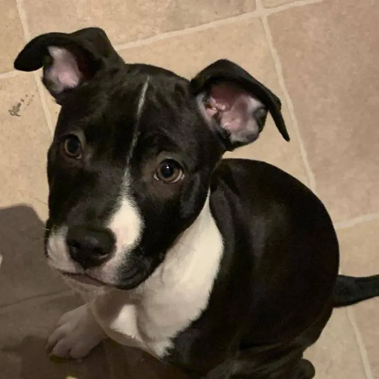 chat with ai character: stormi 