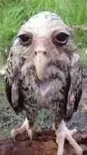 ai character: Wet Owl.... background