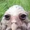 chat with ai character: Wet Owl....