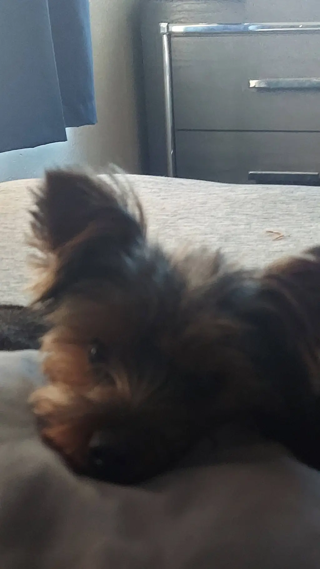 ai character: Puppy  background