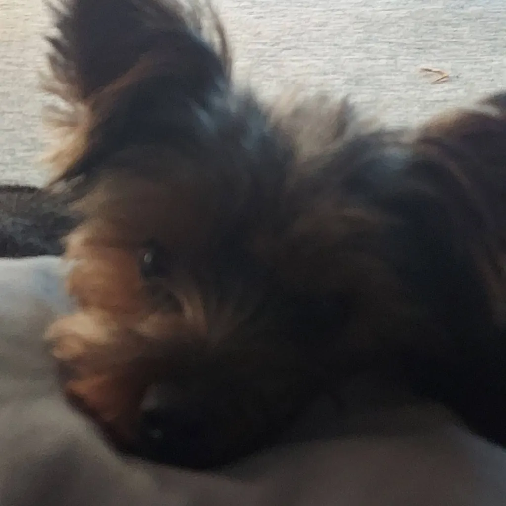 chat with ai character: Puppy 